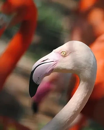 Paphos Zoo